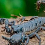 O Que Significa Sonhar com Escorpião? Descubra aqui! sonho com escorpião