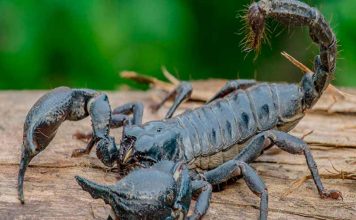 O Que Significa Sonhar com Escorpião? Descubra aqui! sonho com escorpião