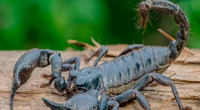 O Que Significa Sonhar com Escorpião? Descubra aqui! sonho com escorpião