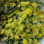 Conheça o poder das simpatias da Erva-Doce simpatia da erva doce