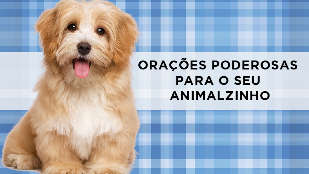 11 Orações para ANIMAIS DOENTES - De São Francisco de Assis e outras