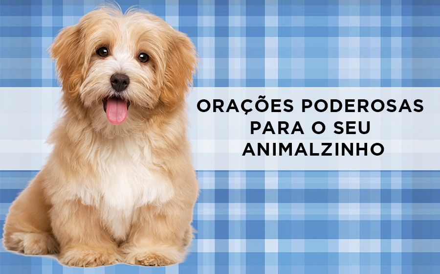 Aprenda a poderosa oração pelos animais doentes - Blog Astrocentro