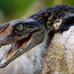 Descubra aqui o que significa sonhar com Jacaré sonho com jacaré