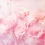 A meditação da Rosa para o Amor – Pelo consultor Abraão meditação das rosas