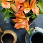 Conheça os benefícios do uso das plantas no Feng Shui planta no feng shui