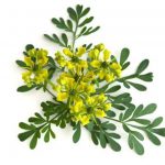 Conheça o poderoso banho de Arruda para afastar energias ruins banho com arruda