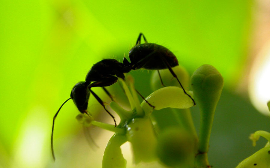 sonhar com formiga