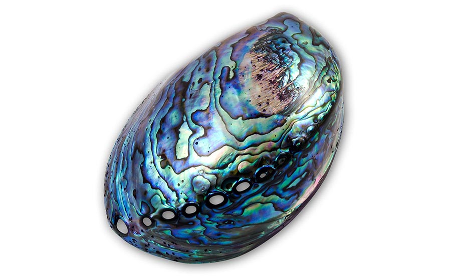 pedra abalone