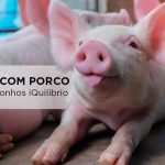 Saiba o que significa sonhar com porco sonho com porco