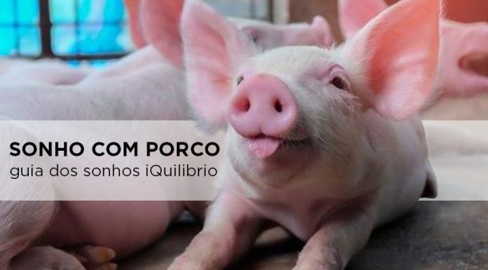 Saiba o que significa sonhar com porco sonho com porco