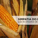 Veja dicas especiais para a simpatia do milho – Atraia amor e prosperidade! simpatia com milho