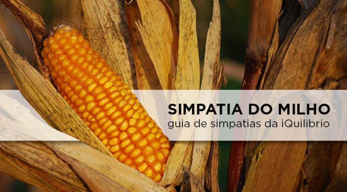 Veja dicas especiais para a simpatia do milho – Atraia amor e prosperidade! simpatia com milho