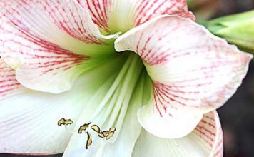 As ervas de Ogum e o banho de Ogum para abrir caminhos ervas de ogum