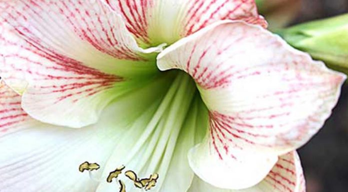 As ervas de Ogum e o banho de Ogum para abrir caminhos ervas de ogum