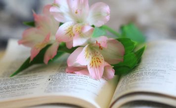 Salmos para ocasiões especiais – Pela consultora Bárbara salmo para momentos especiais