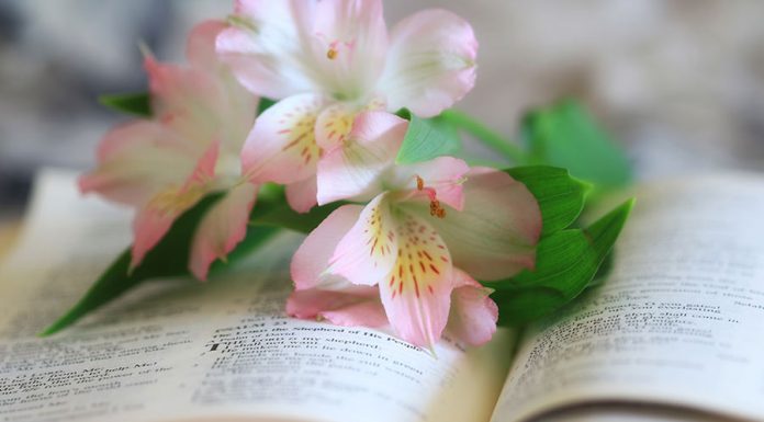 Salmos para ocasiões especiais – Pela consultora Bárbara salmo para momentos especiais