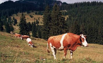 Sonhar com boi – Desvende a mensagem do seu inconsciente! sonhar com boi