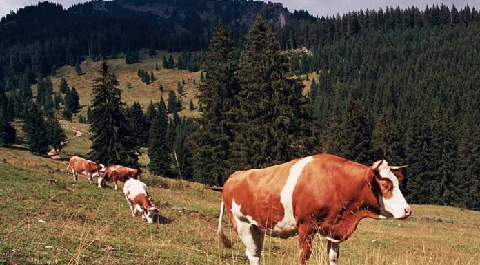 Sonhar com boi – Desvende a mensagem do seu inconsciente! sonhar com boi