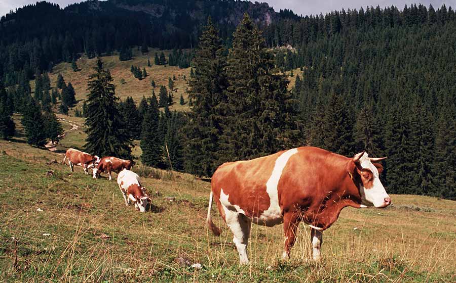 O que significa SONHAR com CAVALO - Interpretação dos sonhos