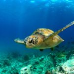 Descubra o significado de sonhar com tartaruga sonho com tartaruga