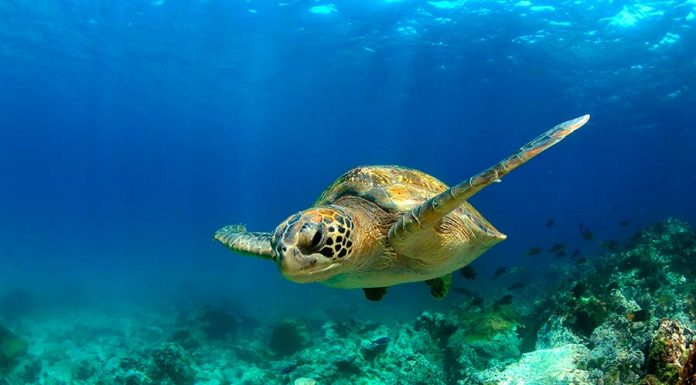 Descubra o significado de sonhar com tartaruga sonho com tartaruga