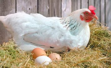 Sonhar com galinha – Significado do sonho com galinha sonho com galinha