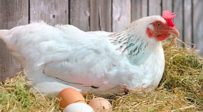 Sonhar com galinha – Significado do sonho com galinha sonho com galinha