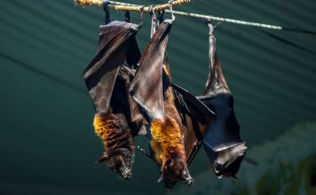Significado de sonhar com morcego: descubra o que sonhar com morcego tem a te revelar significado de sonhar com morcego