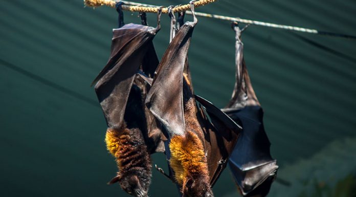 Significado de sonhar com morcego: descubra o que sonhar com morcego tem a te revelar significado de sonhar com morcego