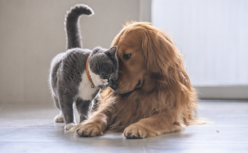 Um olhar do espirita: Os animais possuem alma? – Pela Consultora Gislaine