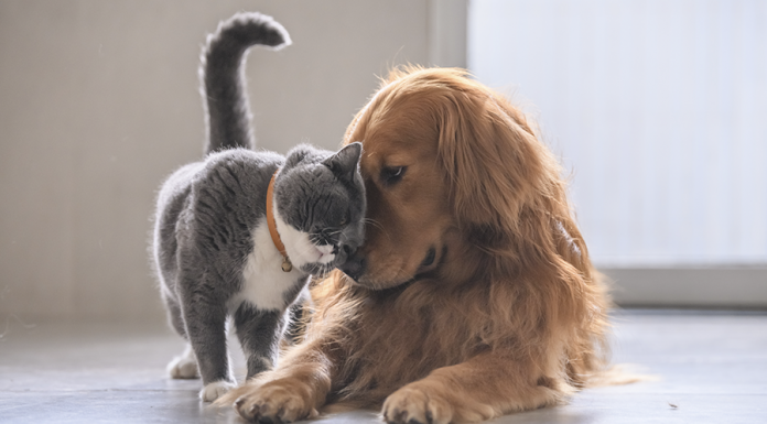 Um olhar do espirita: Os animais possuem alma? – Pela Consultora Gislaine