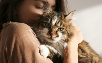 Dia Internacional do Gato: peludinhos poderosos!