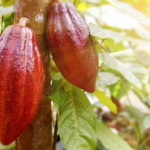 Cacau medicinal – conheça a medicina do cacau e saiba como o cacau pode te ajudar! a medicina do cacau