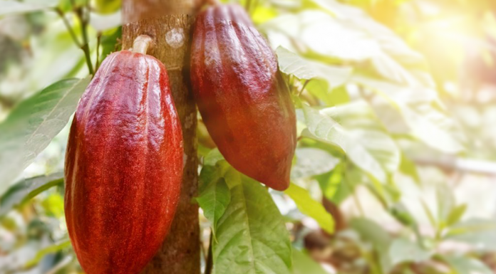 Cacau medicinal – conheça a medicina do cacau e saiba como o cacau pode te ajudar! a medicina do cacau