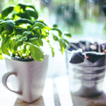 Horta em casa: tudo o que você precisa saber para fazer uma benefícios da horta em casa