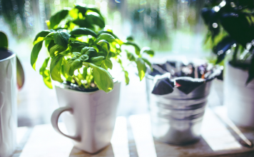 Horta em casa: tudo o que você precisa saber para fazer uma benefícios da horta em casa