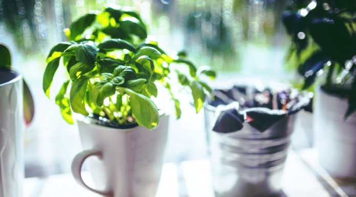 Horta em casa: tudo o que você precisa saber para fazer uma benefícios da horta em casa