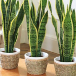 Você sabia que Feng Shui e a espada de São Jorge estão relacionados? Confira aqui! Feng Shui e a Espada de São Jorge