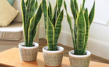 Você sabia que Feng Shui e a espada de São Jorge estão relacionados? Confira aqui! Feng Shui e a Espada de São Jorge