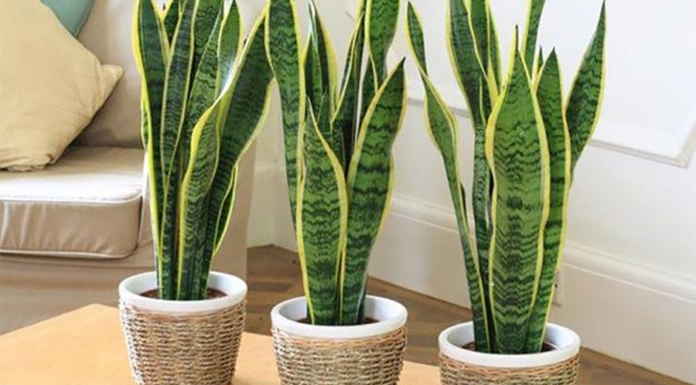 Você sabia que Feng Shui e a espada de São Jorge estão relacionados? Confira aqui! Feng Shui e a Espada de São Jorge