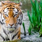 Ano novo chinês em 2022: força e dinamismo do tigre de água! ano novo chinês em 2022