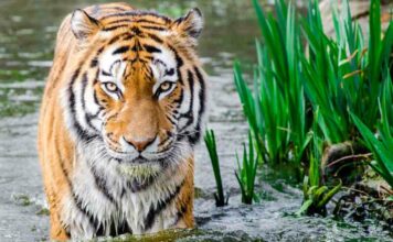 Ano novo chinês em 2022: força e dinamismo do tigre de água! ano novo chinês em 2022