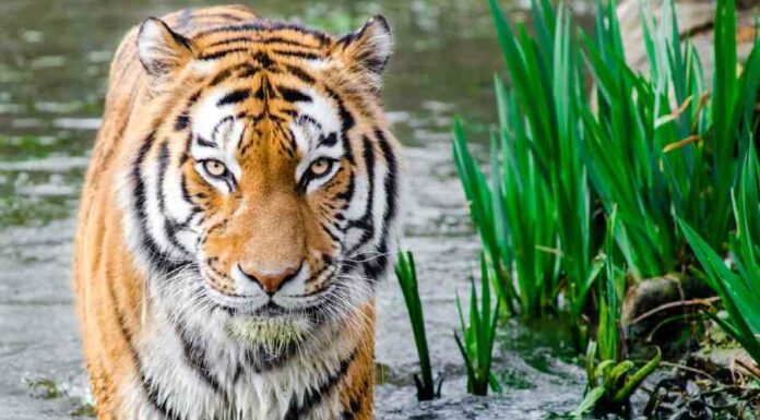 Ano novo chinês em 2022: força e dinamismo do tigre de água! ano novo chinês em 2022
