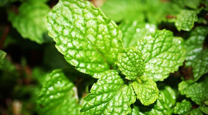 Benefícios do hortelã: para que serve e como usar Benefícios do Hortelã.