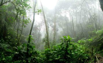 A história do Curupira que não contavam quando era criança História do curupira
