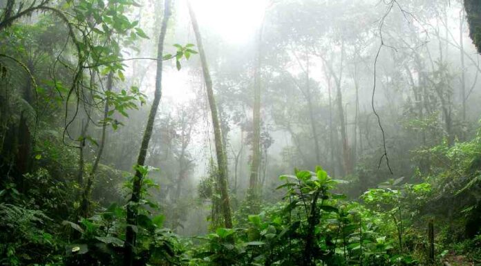 A história do Curupira que não contavam quando era criança História do curupira