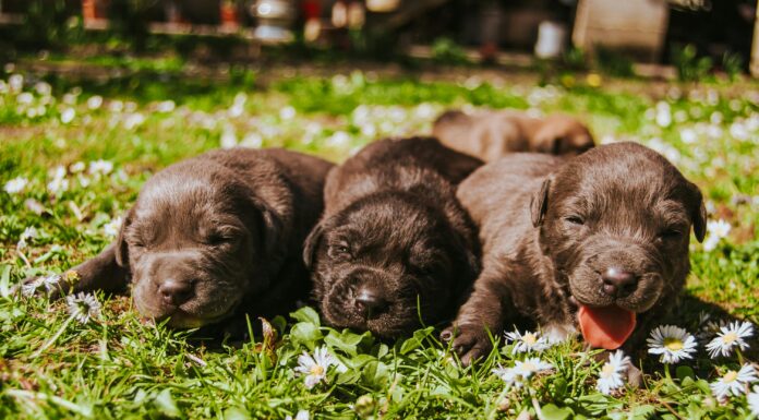 Posso fazer o mapa astral do meu animal de estimação? Saiba tudo sobre o mapa astral canino! Nem sempre conseguimos saber o horário de nascimento dos nossos AUmigos. Na imagem: três filhotes marrom sob uma vasta grama verde com pequenas flores brancas.