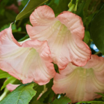 Guias Espirituais – Quem são? O que são guias espirituais