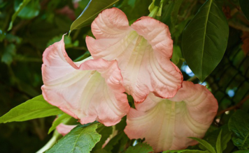 Guias Espirituais – Quem são? O que são guias espirituais