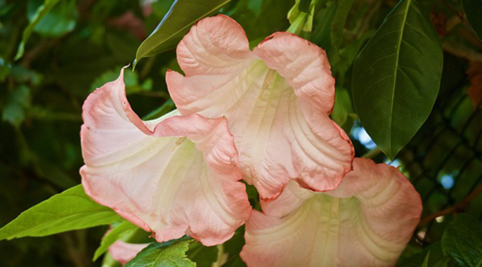 Guias Espirituais – Quem são? O que são guias espirituais